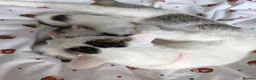 Mixed Breed cats for sale: 2 female kittens to go to a good home  in Macclesfield - Advert 11