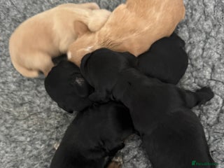 Cocker Spaniel dogs - Advert 2