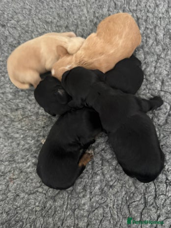 Cocker Spaniel dogs - Advert 2