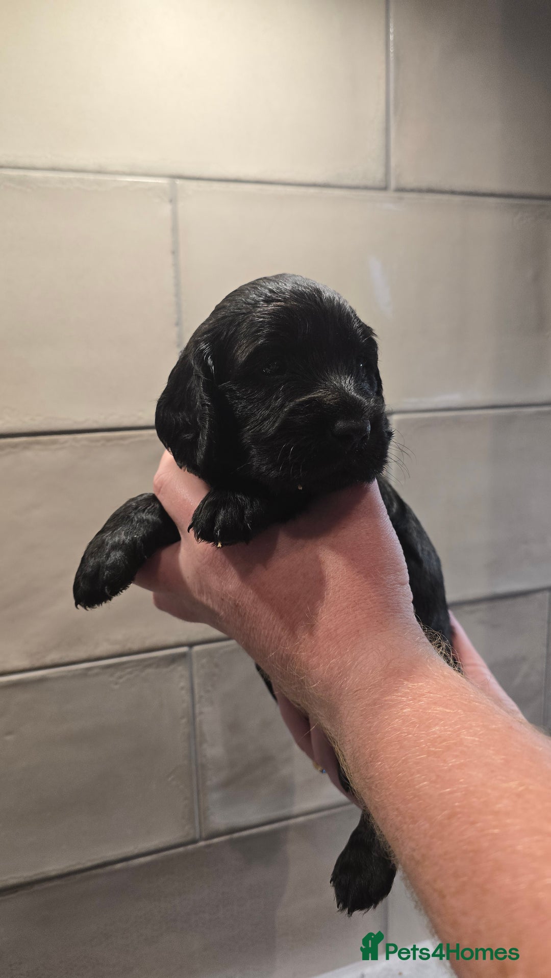 Cockapoo dogs for sale: Cockapoo Puppies - Image 10