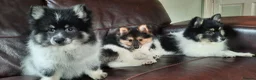 Mixed Breed dogs for sale: Gorgeous Pomeranian × Japanese Spitz Puppies in Falkirk - Advert 29