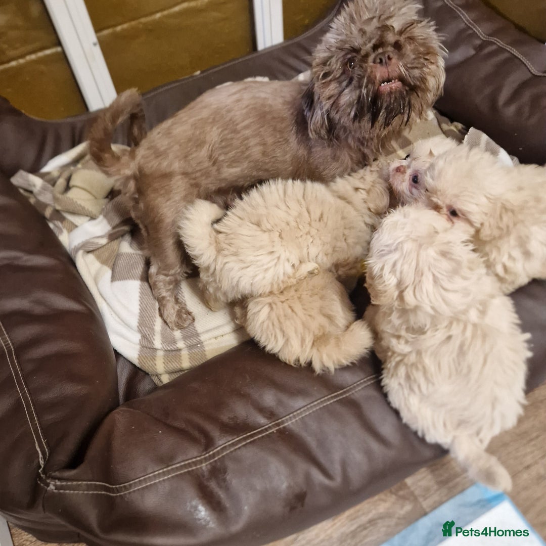Shih Tzu dogs for sale: 6 Snow White Shih Tzu Pups.  - Image 15