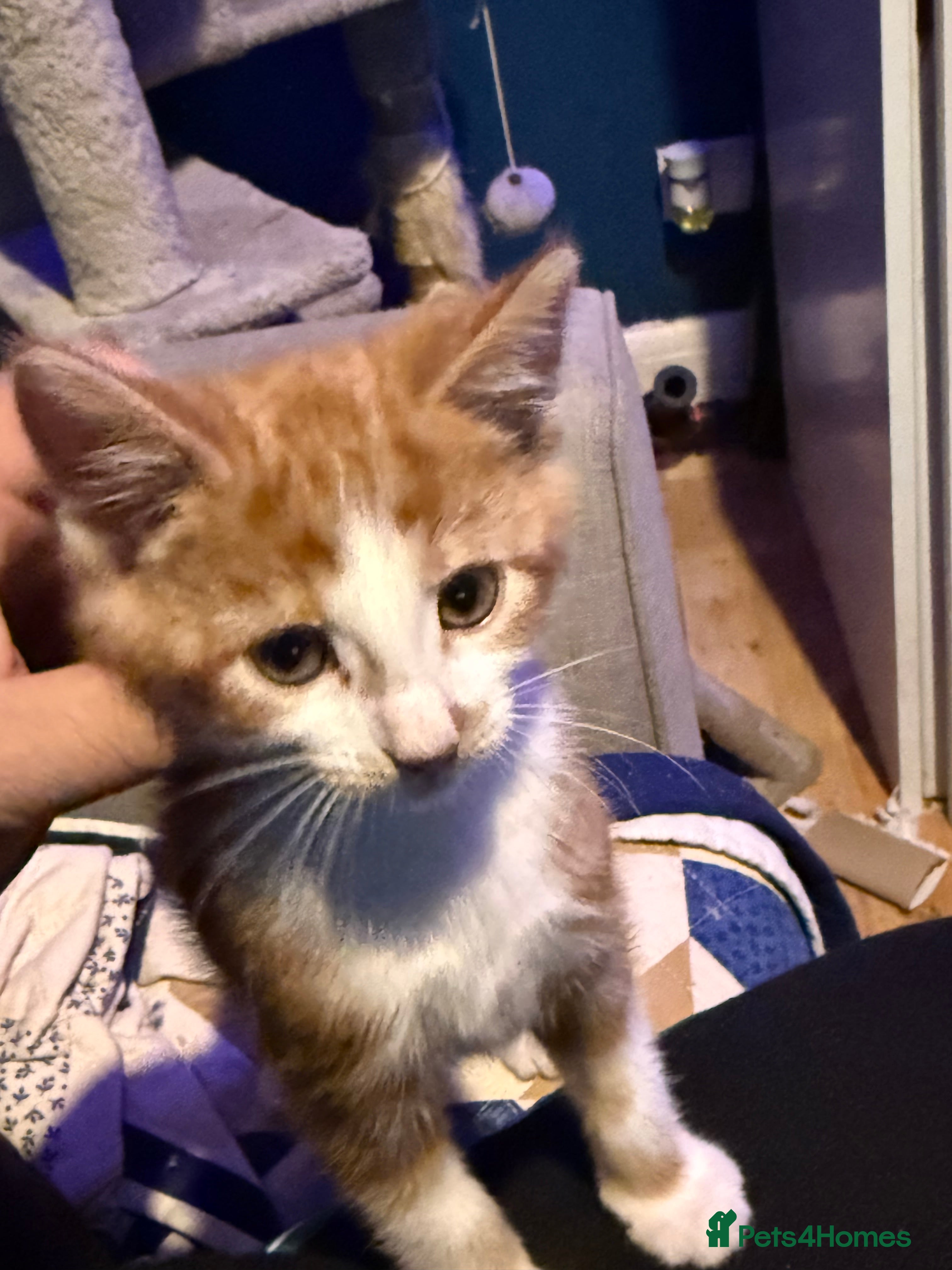 British Shorthair cats Kittens 8 weeks old boys  - Advert 3