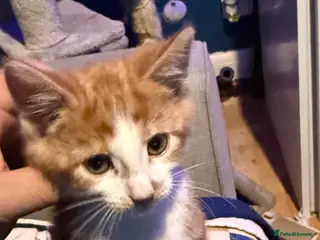 British Shorthair cats Kittens 8 weeks old boys - Advert 5