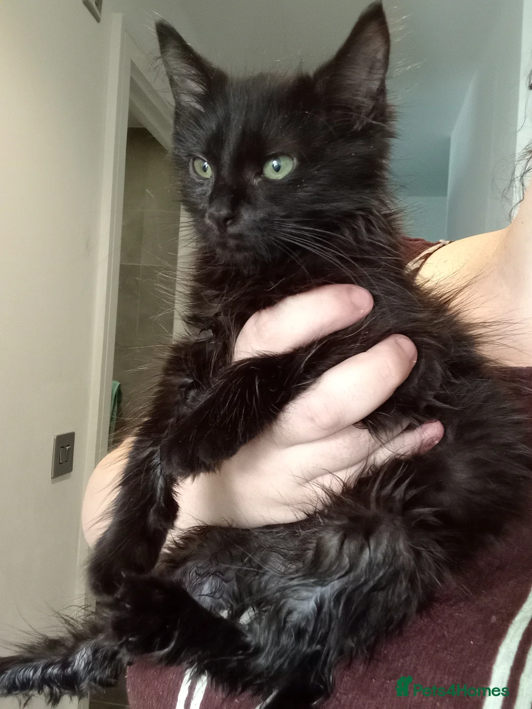 Mixed Breed cats for sale: Kitten-ASAP please read thoroughly in London - Advert 2