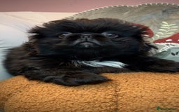 Pekingese dogs for sale: Stunning Quality Pekingese puppies Ready Now  - Image 2