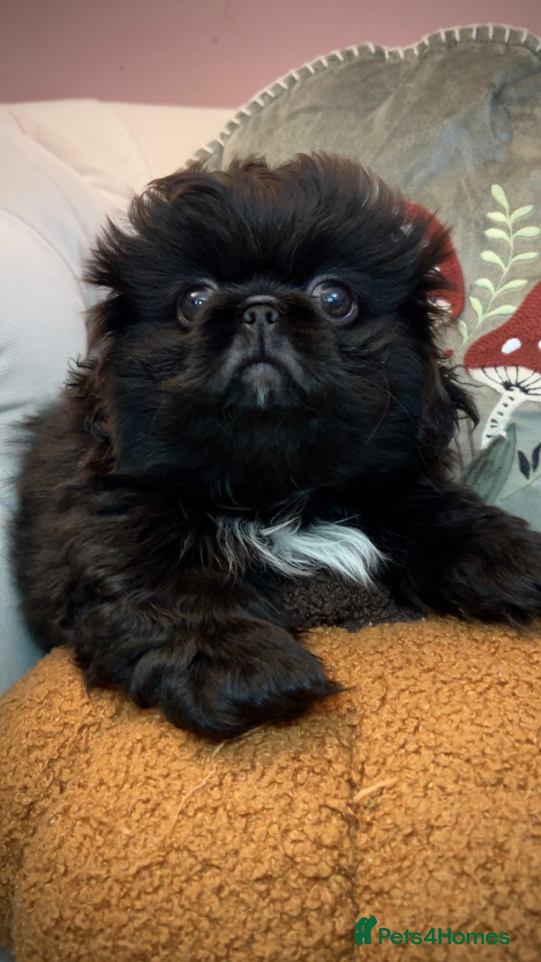 Pekingese dogs for sale: Stunning Quality Pekingese puppies Ready Now  - Image 2