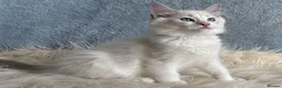 Ragdoll cats for sale: Beautiful Tica Register Kittens Ragdoll - Advert 29