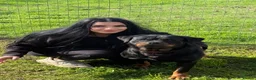 Rottweiler dogs for sale: Quality Rottweiler Male Puppies–Beautiful Boys - Advert 3