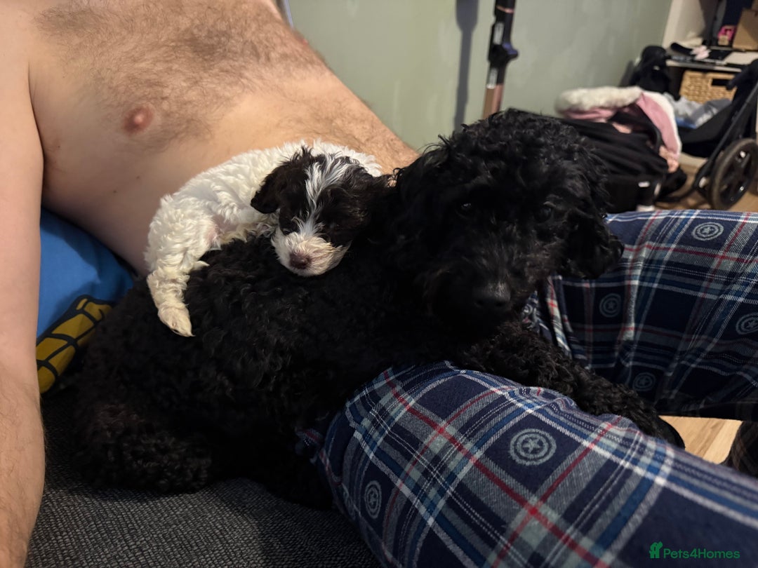 Cockapoo dogs for sale: 15 week old cockerpoo female  - Advert 8