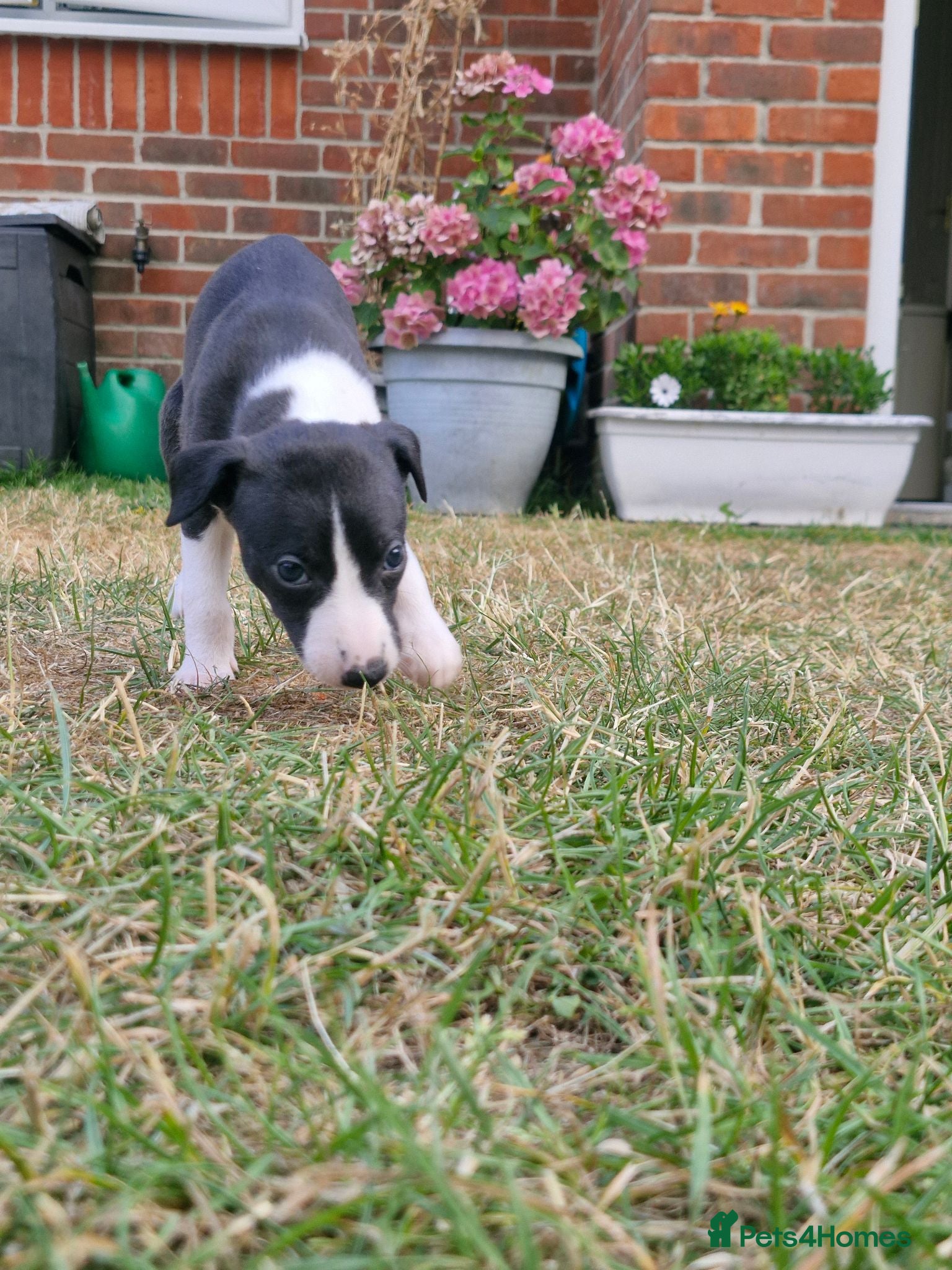 Whippet dogs Wonderful KC registered whippet puppies - Advert 15