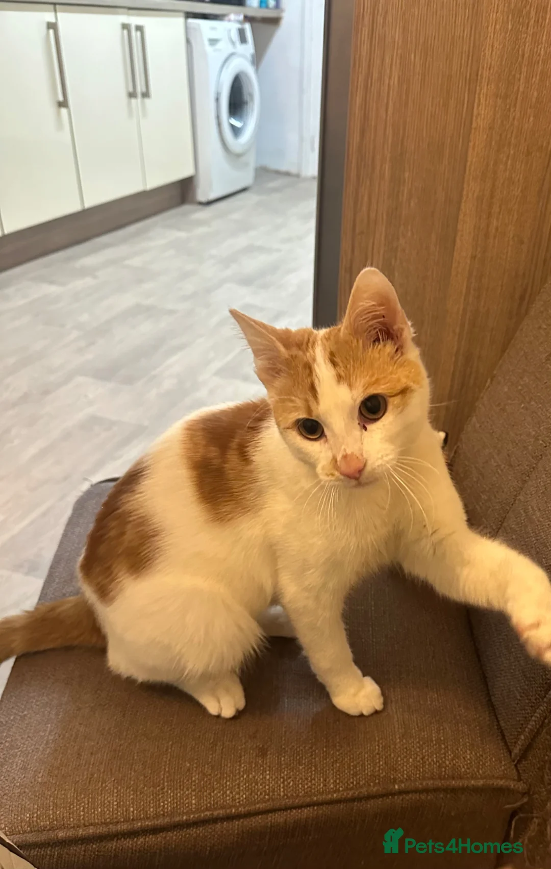 Domestic Shorthair cats for sale: Cute domestic shorthair  - Advert 2