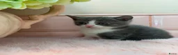Scottish Fold cats for sale: Stunning Scottish fold & Selkirk Rex kitten  - Advert 26