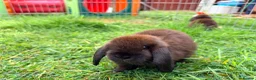 Mini Lop rabbits for sale: Mini Lop Bunnies in Kidderminster - Advert 2