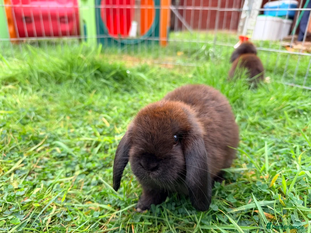 Mini Lop rabbits for sale: Mini Lop Bunnies in Kidderminster - Advert 2