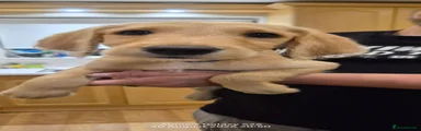 Evan