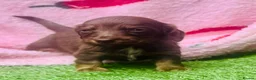Miniature Dachshund dogs for sale: Long haired miniature dachshund puppies - Advert 12