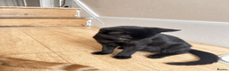 Domestic Shorthair cats for sale: Ash & Cody  - Advert 18