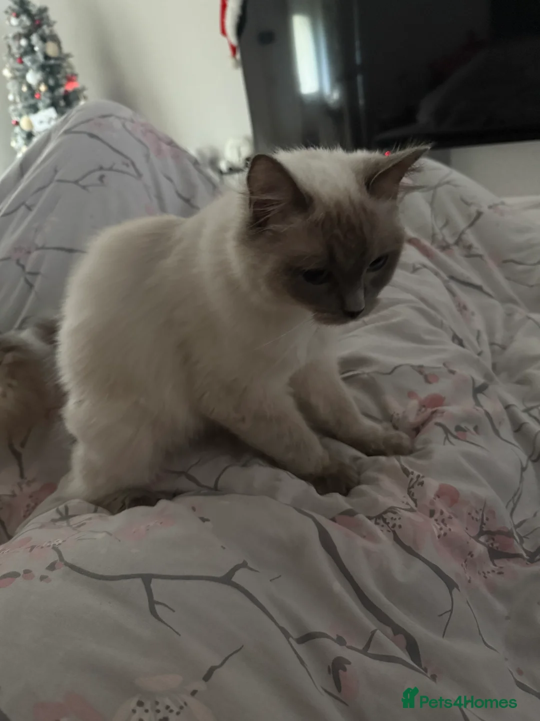Ragdoll cats for sale: Ragdoll- full pedigree registered  - Advert 5