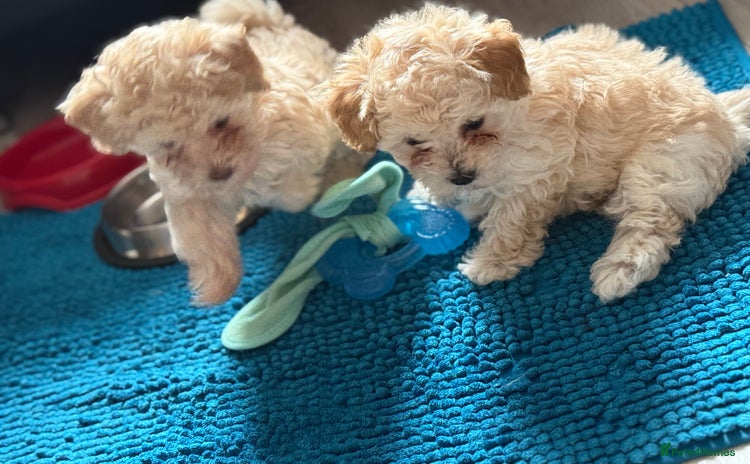 Toy Poodle dogs - Advert 3