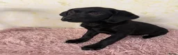Labrador Retriever dogs for sale: 🖤 GORGEOUS Black Labrador GIRLS 🖤 - Advert 3