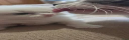 Mixed Breed cats for sale: Beautiful Ragdoll cross kittens  - Advert 11