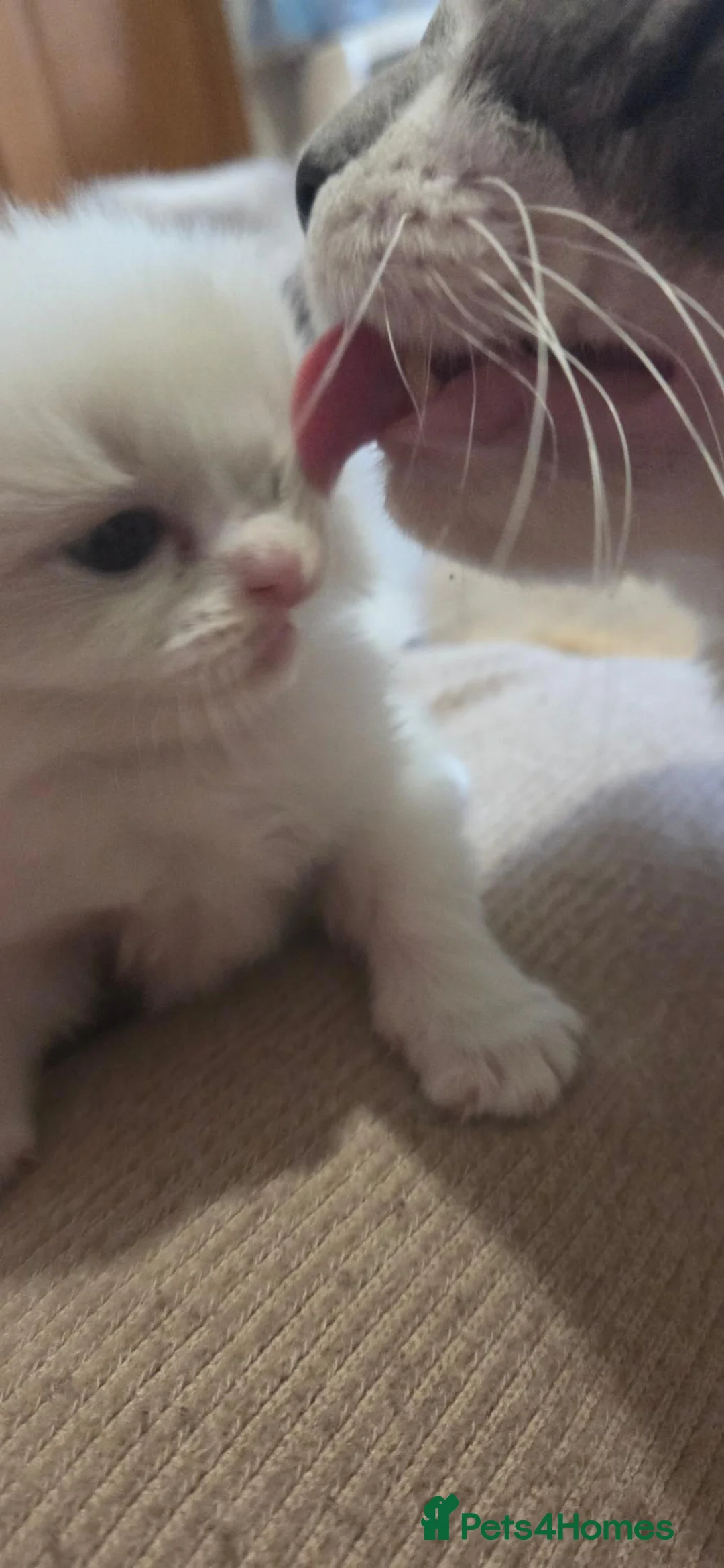 Mixed Breed cats for sale: Beautiful Ragdoll cross kittens  - Advert 11