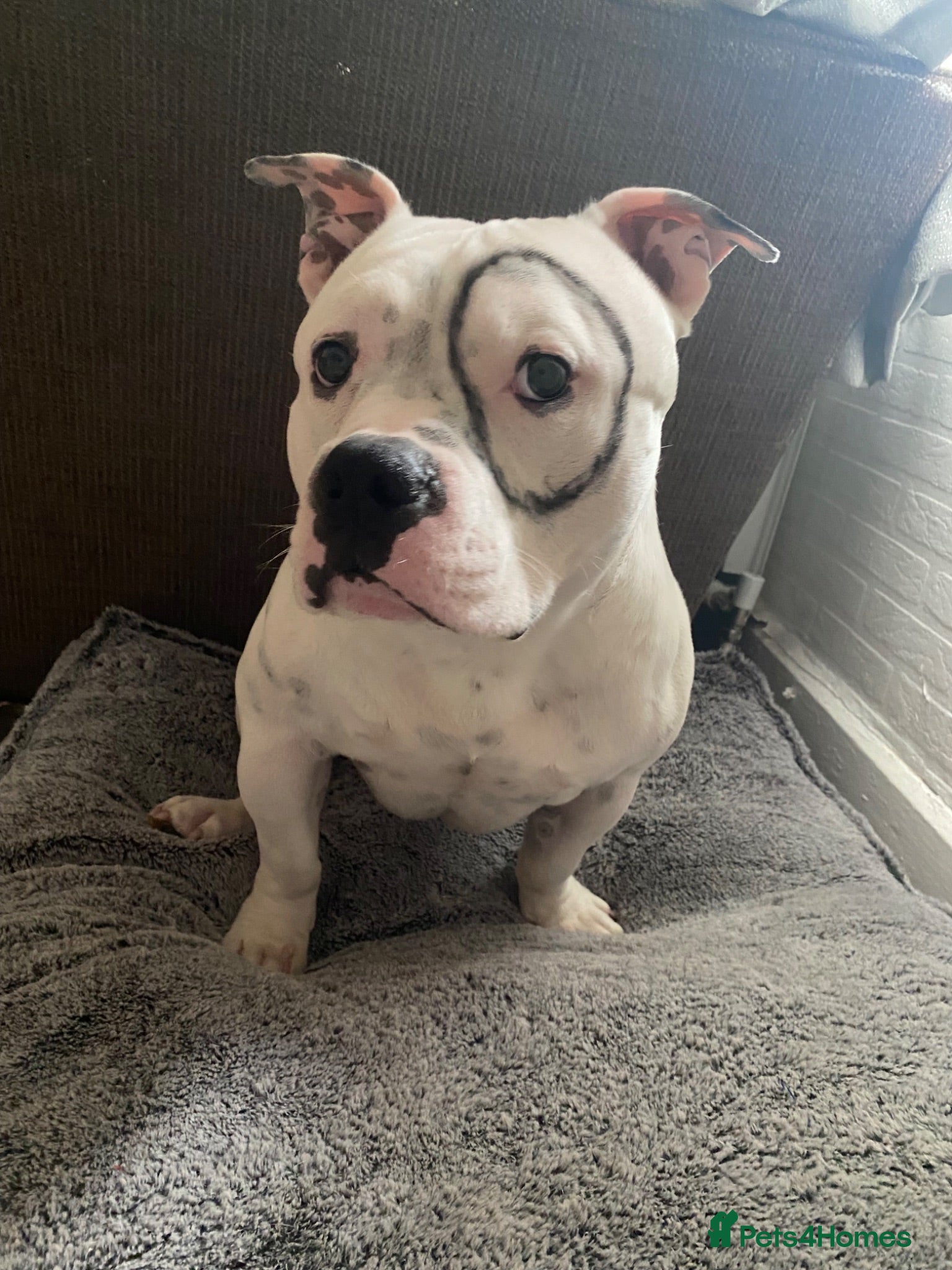 American Bull Staffy dogs Esko the pocket bully  - Advert 5
