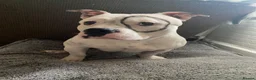 American Bull Staffy dogs for sale: Esko the pocket bully  - Advert 1