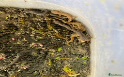 Newt reptiles for sale: 4 x Alpine Newts - efts 2025 - Image 3