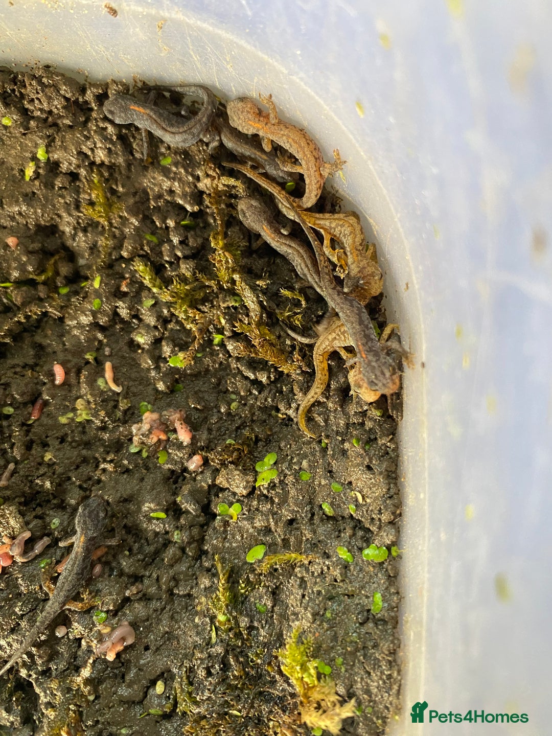 Newt reptiles for sale: 4 x Alpine Newts - efts 2025 - Image 3