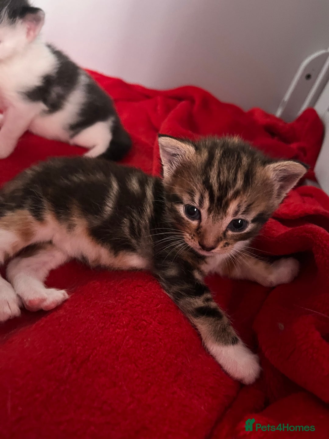 Domestic Shorthair cats for sale: Beautiful Kittens  in Godalming - Image 13
