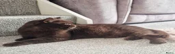 British Shorthair cats for sale: **GCCF Registered Retired Chocolate girl 'Hope' ** - Advert 6