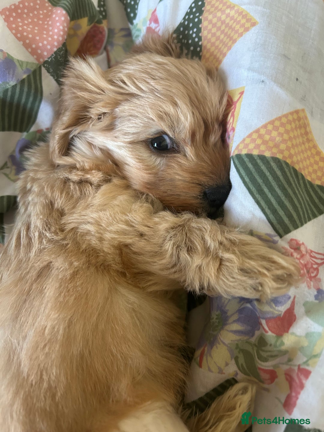 Doxiepoo dogs for sale: doxiepoo puppy / miniature dachshund x poodle boy - Advert 4