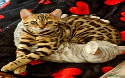 Bengal cats for sale: Bengal cat - Image 5