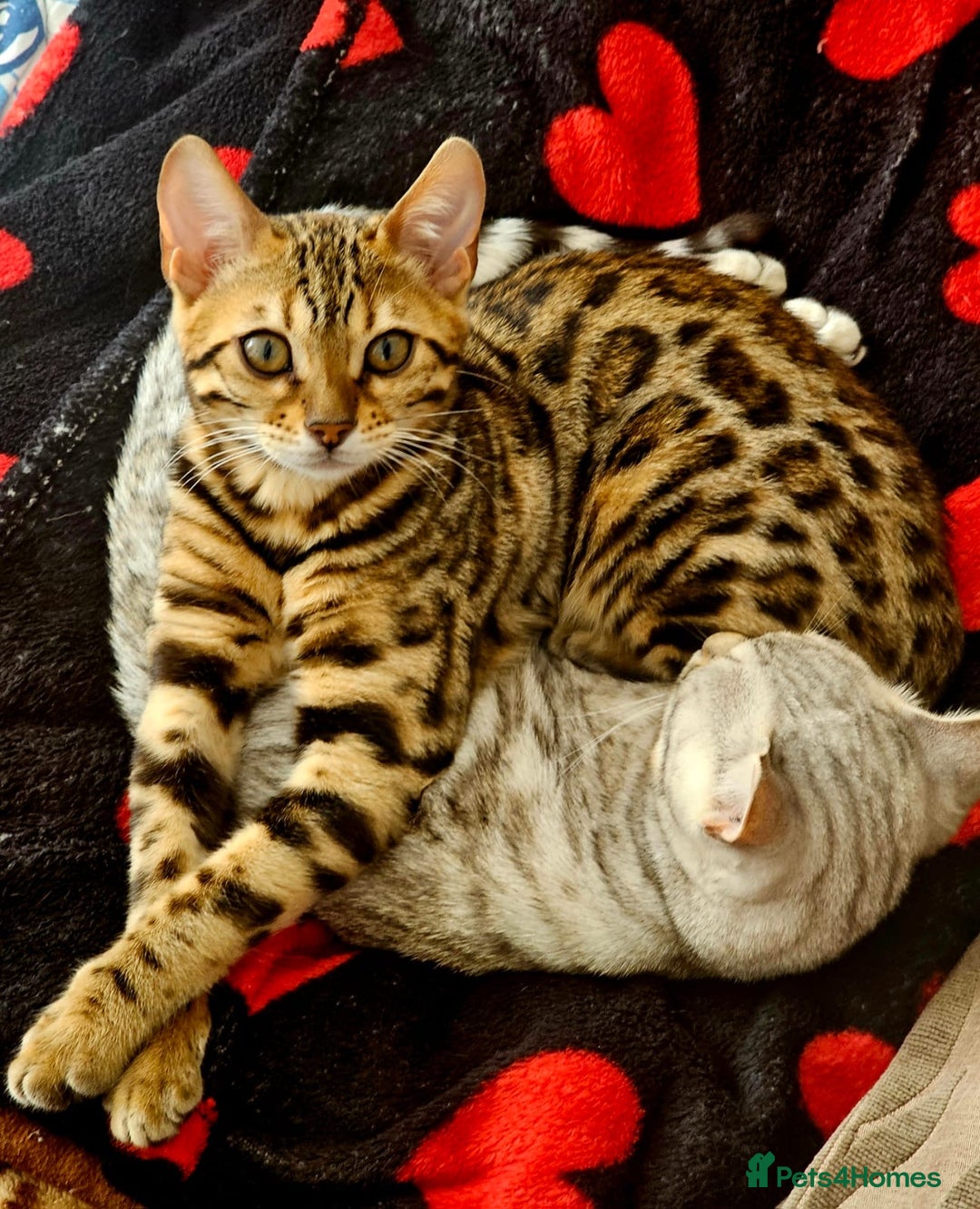Bengal cats for sale: Bengal cat - Image 5