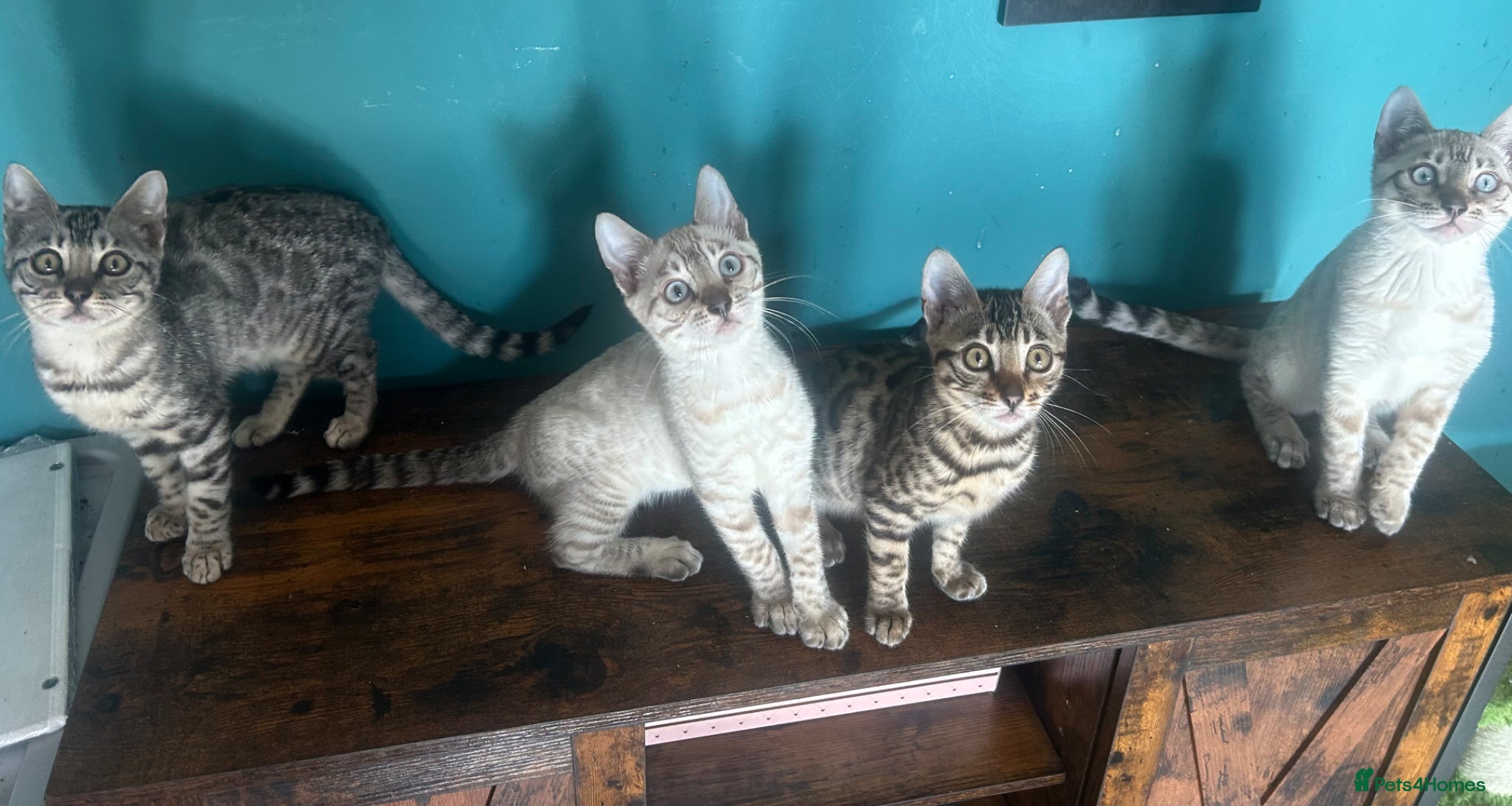 Bengal cats Supper friendly TICA registered kittens  - Advert 1