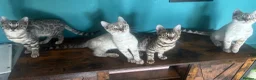 Bengal cats for sale: Supper friendly TICA registered kittens  - Advert 1