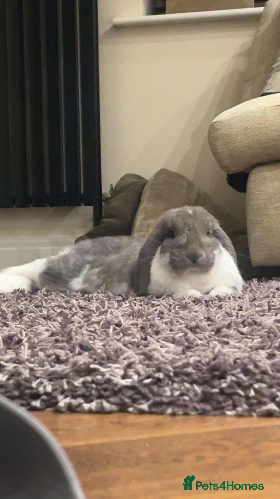 French Lop rabbits for sale: Giant French lop - Image 3