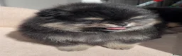 Pomeranian dogs for sale: 👑 Exclusive Rare Black & Tan Pomeranians 👑 - Advert 9