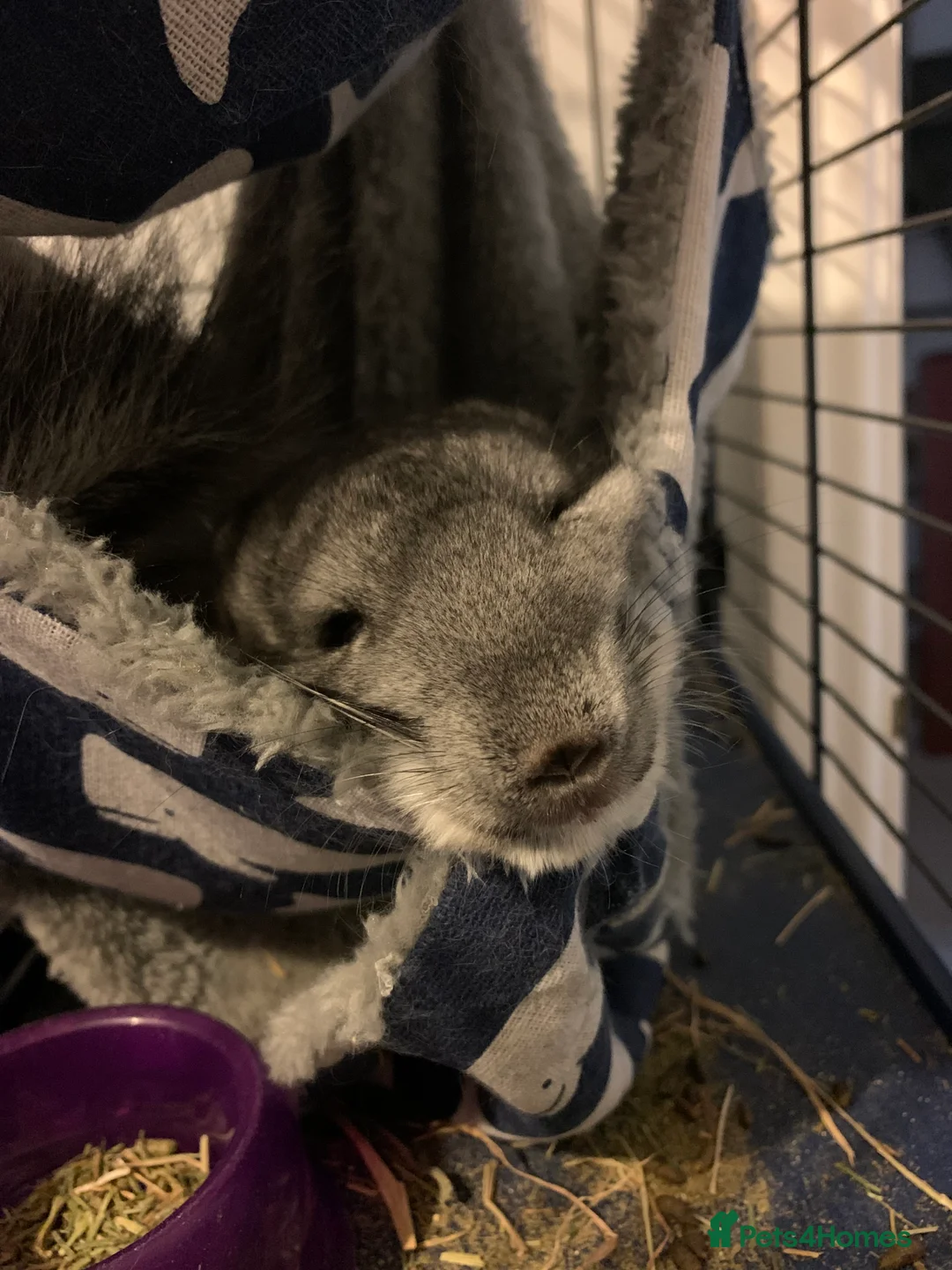 Chinchilla rodents for sale: Teddy - Advert 1