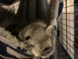 Chinchilla rodents Teddy - Advert 1