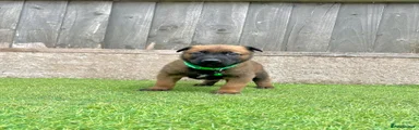 Green collar male 