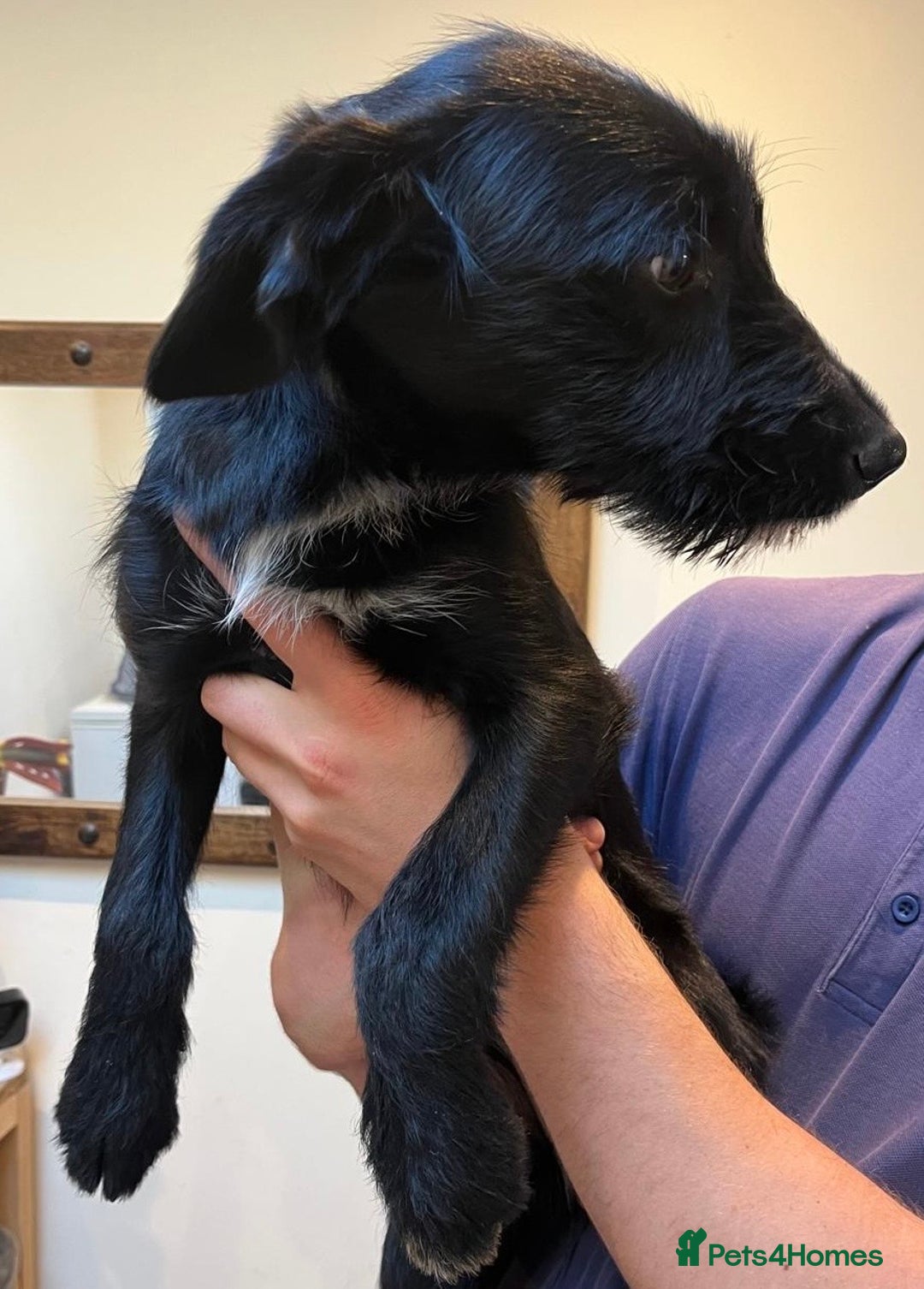 Mixed Breed dogs for sale: READY FOR HOMES - BorderCollieXLabradoodle Puppies in Oswestry - Advert 8