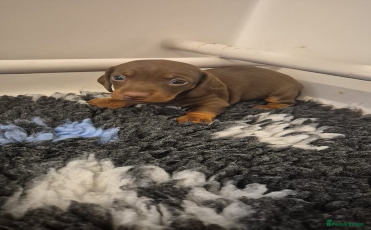Miniature Dachshund dogs - Advert 2