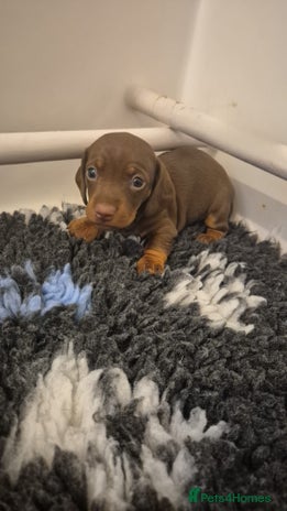 Miniature Dachshund dogs - Advert 3