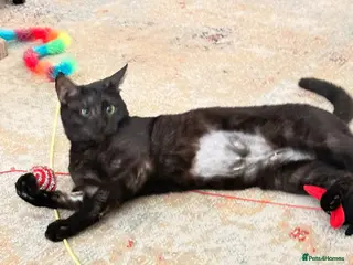 Mixed Breed cats Adorable kittens - Advert 2