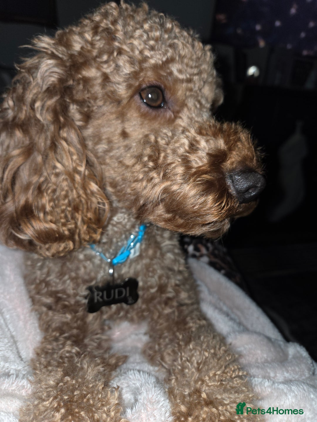 Cockapoo dogs for stud: ** STUD **  - Advert 4