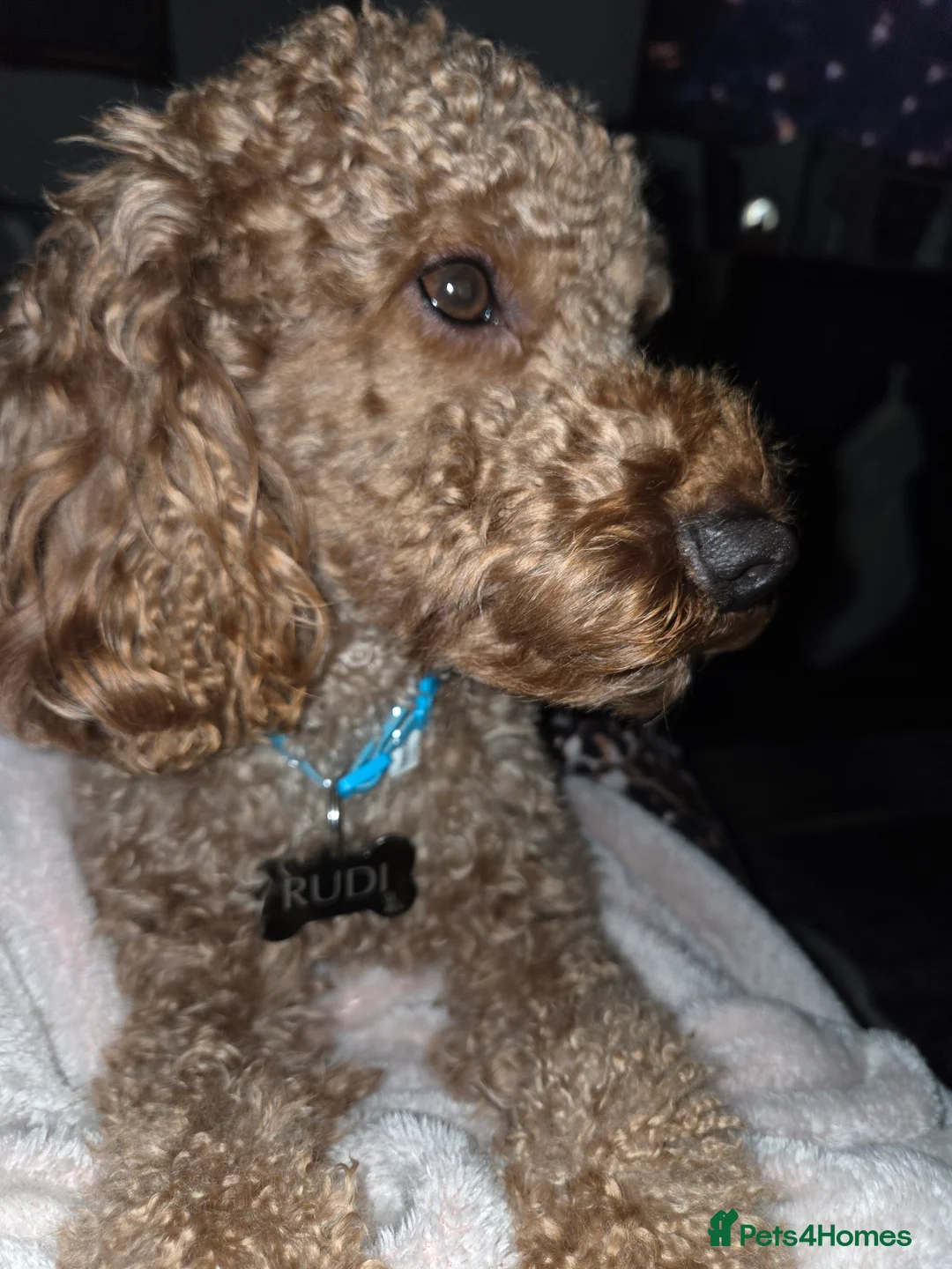 Cockapoo dogs for stud: ** STUD **  - Advert 4