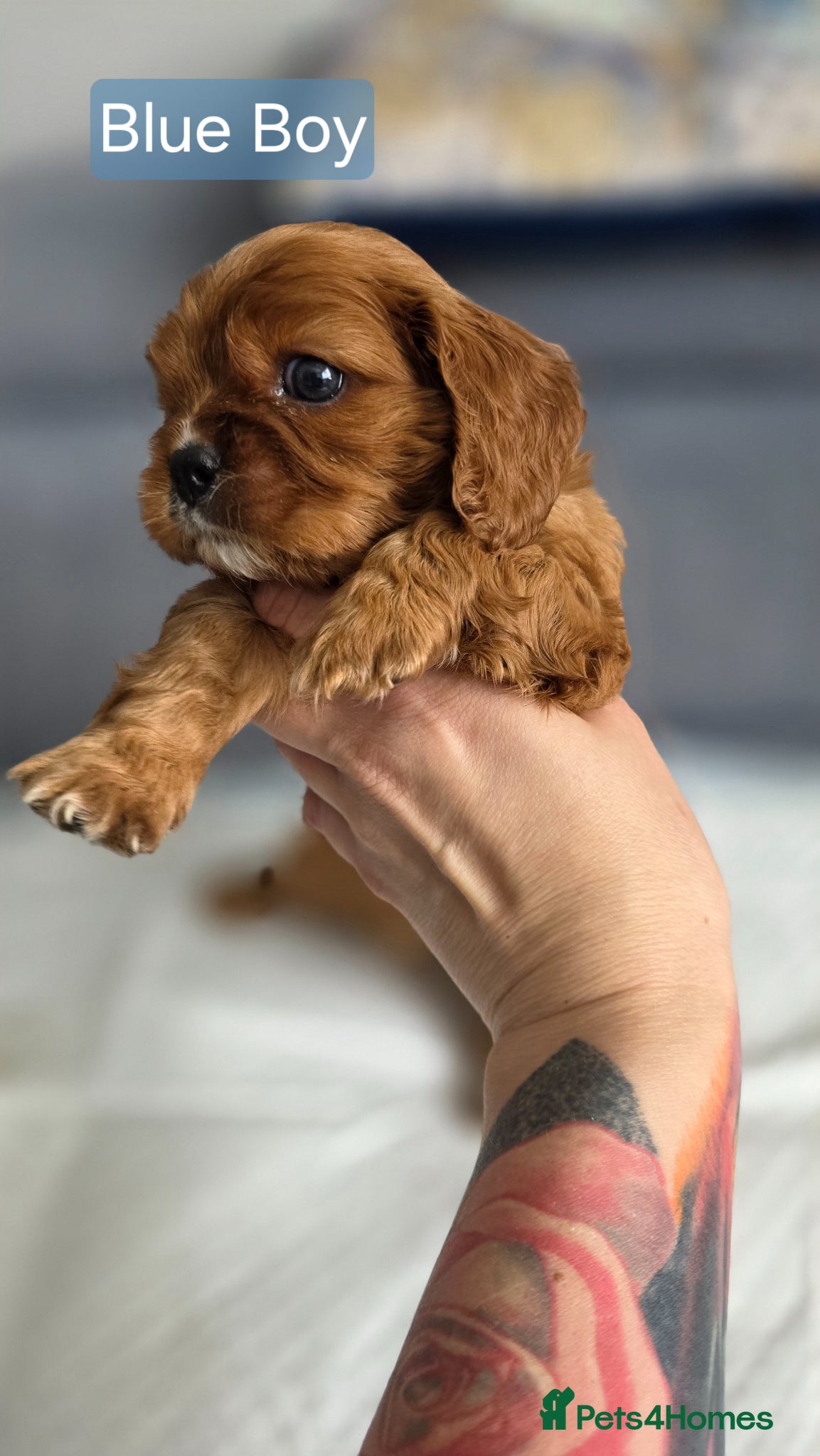 Cavalier King Charles Spaniel dogs for sale: Beautiful Cavalier King Charles Spaniel  in Nottingham - Advert 14